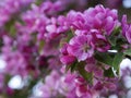 Branches of apple blossoming, pink flowers. Apple blossom panorama wallpaper background. Spring flowering garden fruit tree