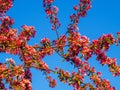 Branches of apple blossoming, pink flowers. Apple blossom panorama wallpaper background. Spring flowering garden fruit tree Royalty Free Stock Photo