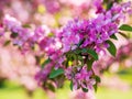 Branches of apple blossoming, pink flowers. Apple blossom panorama wallpaper background. Spring flowering garden fruit tree Royalty Free Stock Photo