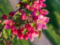 Branches of apple blossoming, pink flowers. Apple blossom panorama wallpaper background. Spring flowering garden fruit tree Royalty Free Stock Photo