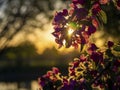 Branches of apple blossoming, pink flowers. Apple blossom panorama wallpaper background. Spring flowering garden fruit tree