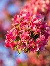 Branches of apple blossoming, pink flowers. Apple blossom panorama wallpaper background. Spring flowering garden fruit tree Royalty Free Stock Photo