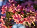 Branches of apple blossoming, pink flowers. Apple blossom panorama wallpaper background. Spring flowering garden fruit tree Royalty Free Stock Photo