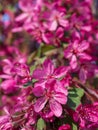 Branches of apple blossoming, pink flowers. Apple blossom panorama wallpaper background. Spring flowering garden fruit tree Royalty Free Stock Photo