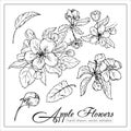 Branches of apple blossoms. Apple and cherry flowers and leaves. Hand drawn vector illestration for wedding invitations Royalty Free Stock Photo