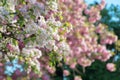 Branches of apple quince tree in blossom Royalty Free Stock Photo