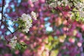 Branches of apple quince tree in blossom Royalty Free Stock Photo