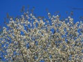 Apple blossoms in bloom with blue sky Royalty Free Stock Photo