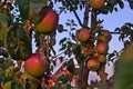 Branches of apple tree close up, ripe red fruits in sun light in summer during sunset Royalty Free Stock Photo