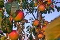 Branches of apple tree close up, ripe red fruits in sun light in summer during sunset Royalty Free Stock Photo