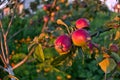 Branches of apple tree close up, ripe red fruits in sun light in summer during sunset Royalty Free Stock Photo