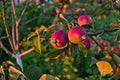 Branches of apple tree close up, ripe red fruits in sun light in summer during sunset Royalty Free Stock Photo