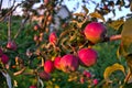 Branches of apple tree close up, ripe red fruits in sun light in summer during sunset Royalty Free Stock Photo