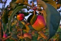 Branches of apple tree close up, ripe red fruits in sun light in summer during sunset Royalty Free Stock Photo