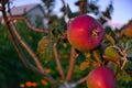 Branches of apple tree close up, ripe red fruits in sun light in summer during sunset Royalty Free Stock Photo