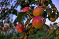 Branches of apple tree close up, ripe red fruits in sun light in summer during sunset