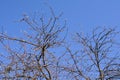 Branches of apple tree in front of blue sky at early spring Royalty Free Stock Photo