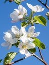 Branches of apple tree in the period of spring flowering with blue sky on the background Royalty Free Stock Photo