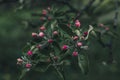 Branches of an apple tree with pink buds on a dark background Royalty Free Stock Photo