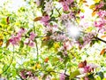 Branches of apple tree with pink flowers in garden Royalty Free Stock Photo