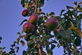 Branches of apple tree, ripe red fruits in sun light in summer during sunset Royalty Free Stock Photo