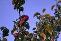 Branches of apple tree, ripe red fruits in sun light in summer during sunset Royalty Free Stock Photo