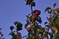 Branches of apple tree, ripe red fruits in sun light in summer during sunset