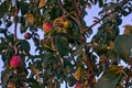 Branches of apple tree, ripe red fruits in sun light in summer during sunset Royalty Free Stock Photo