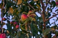 Branches of apple tree, ripe red fruits in sun light in summer during sunset Royalty Free Stock Photo