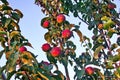 Branches of apple tree, ripe red fruits in sun light in summer during sunset Royalty Free Stock Photo