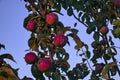 Branches of apple tree, ripe red fruits in sun light in summer during sunset Royalty Free Stock Photo