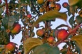 Branches of apple tree, ripe red fruits in sun light in summer during sunset Royalty Free Stock Photo