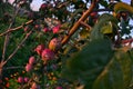 Branches of apple tree, ripe red fruits in sun light in summer during sunset Royalty Free Stock Photo