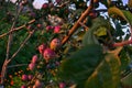 Branches of apple tree, ripe red fruits in sun light in summer during sunset Royalty Free Stock Photo