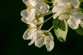 Branches of apple-tree with white flowers against a blue spring