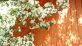 White blossoming apple tree on an orange wooden background Royalty Free Stock Photo