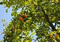The branches of apple trees against the sky_2