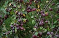 Branches of apple trees strewn with burgundy apples Royalty Free Stock Photo