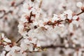 Branches of apricot tree in the period of spring flowering Royalty Free Stock Photo