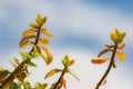 Branches of Aptenia Cordifolia with a blue sky with clouds in the background Royalty Free Stock Photo