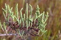 Branches of an Arthrocnemum macrostachyum bush Royalty Free Stock Photo