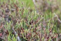 Branches of an Arthrocnemum macrostachyum bush Royalty Free Stock Photo