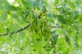 Branches of the ash-tree with cluster of unripe seeds