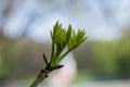 Branches of ash with young leaves.