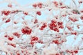 The branches of ashberry under snow like sweeties Royalty Free Stock Photo