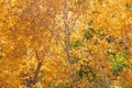 The branches of aspen trees filled with golden yellow leaves Royalty Free Stock Photo