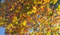 Branches of autumn elm-tree with bright golden leaves Royalty Free Stock Photo