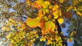 Branches of autumn elm-tree with bright golden leaves Royalty Free Stock Photo