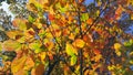 Branches of autumn elm-tree with bright golden leaves Royalty Free Stock Photo