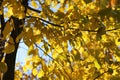 Branches of autumn elm-tree with bright yellow leaves Royalty Free Stock Photo